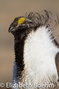 Head gear of the Greater Sage Grouse