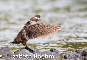 Harlequin Duck stretching wings