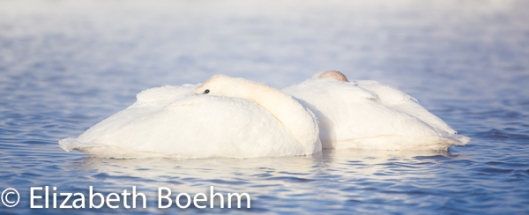 Trumpeter Swans resting