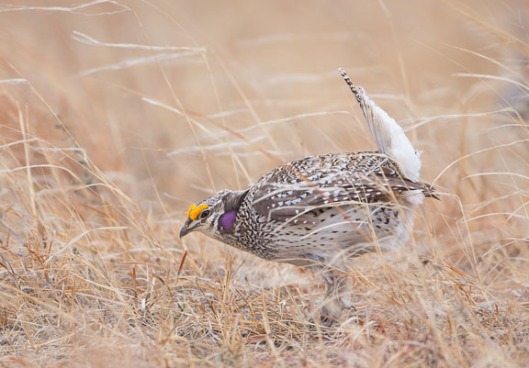 Male Sharp-tailed Grouse displaying