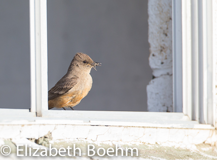 Say's Phoebe with insect